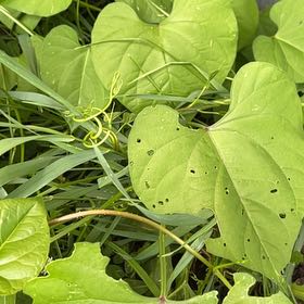 Photo of the plant species Chinese Yam by @CordialBanana65 named Surya on Greg, the plant care app