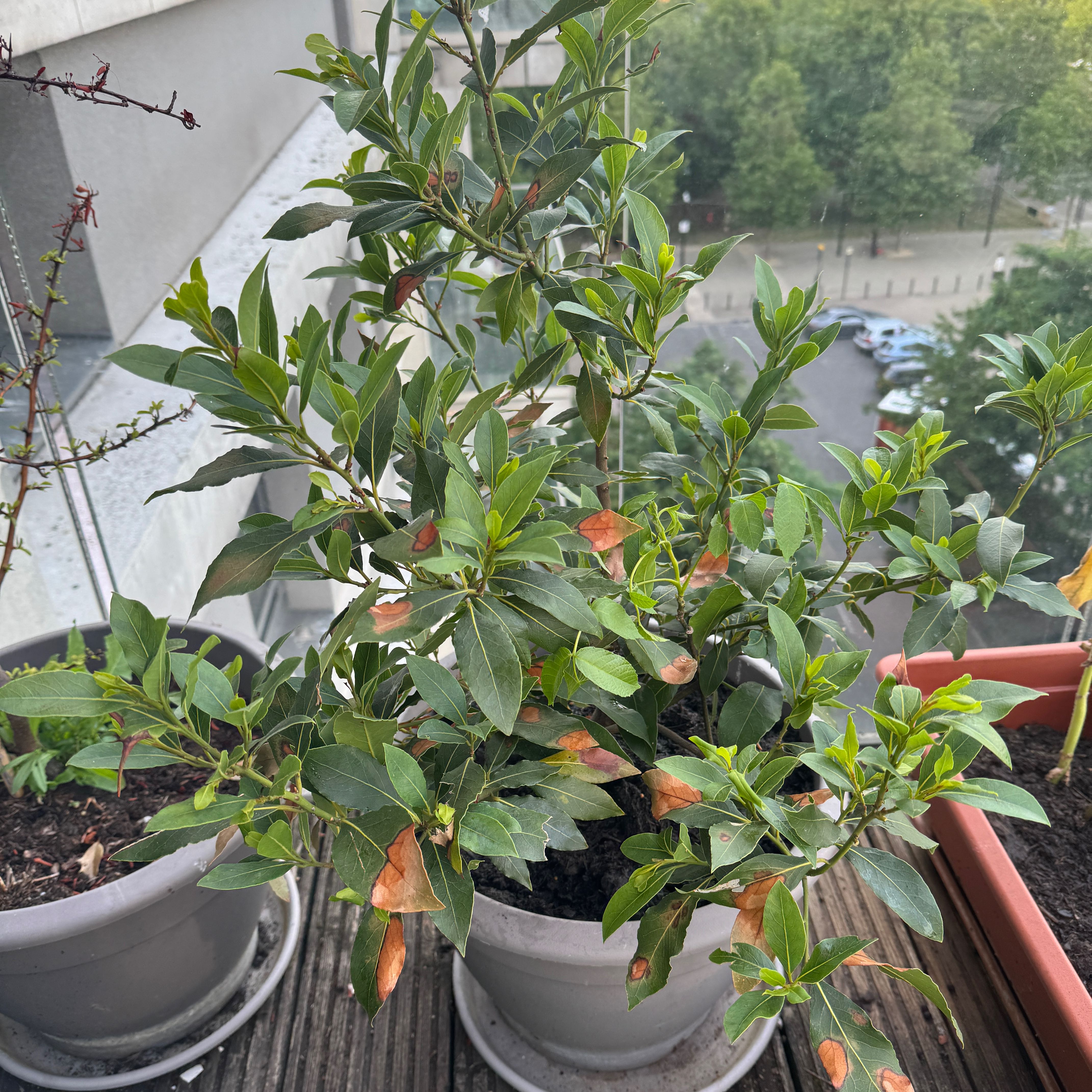 Photo of the plant species Bay Laurel by @Sholtay named Bella on Greg, the plant care app