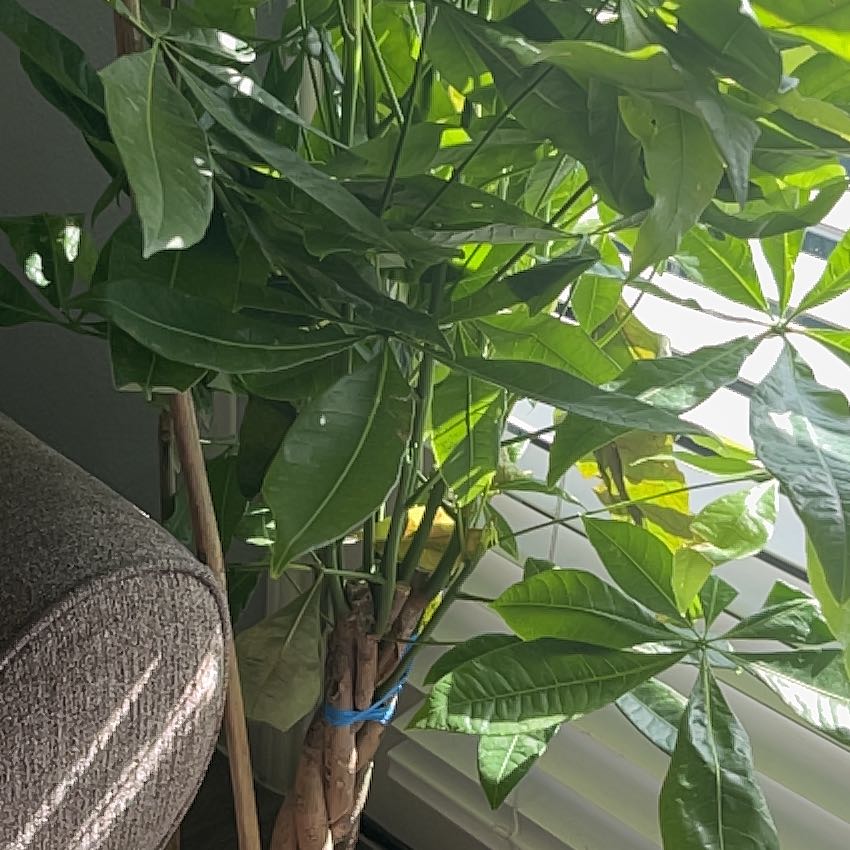 Photo of the plant species Calabash Tree by @TopKoa65 named Shakira on Greg, the plant care app