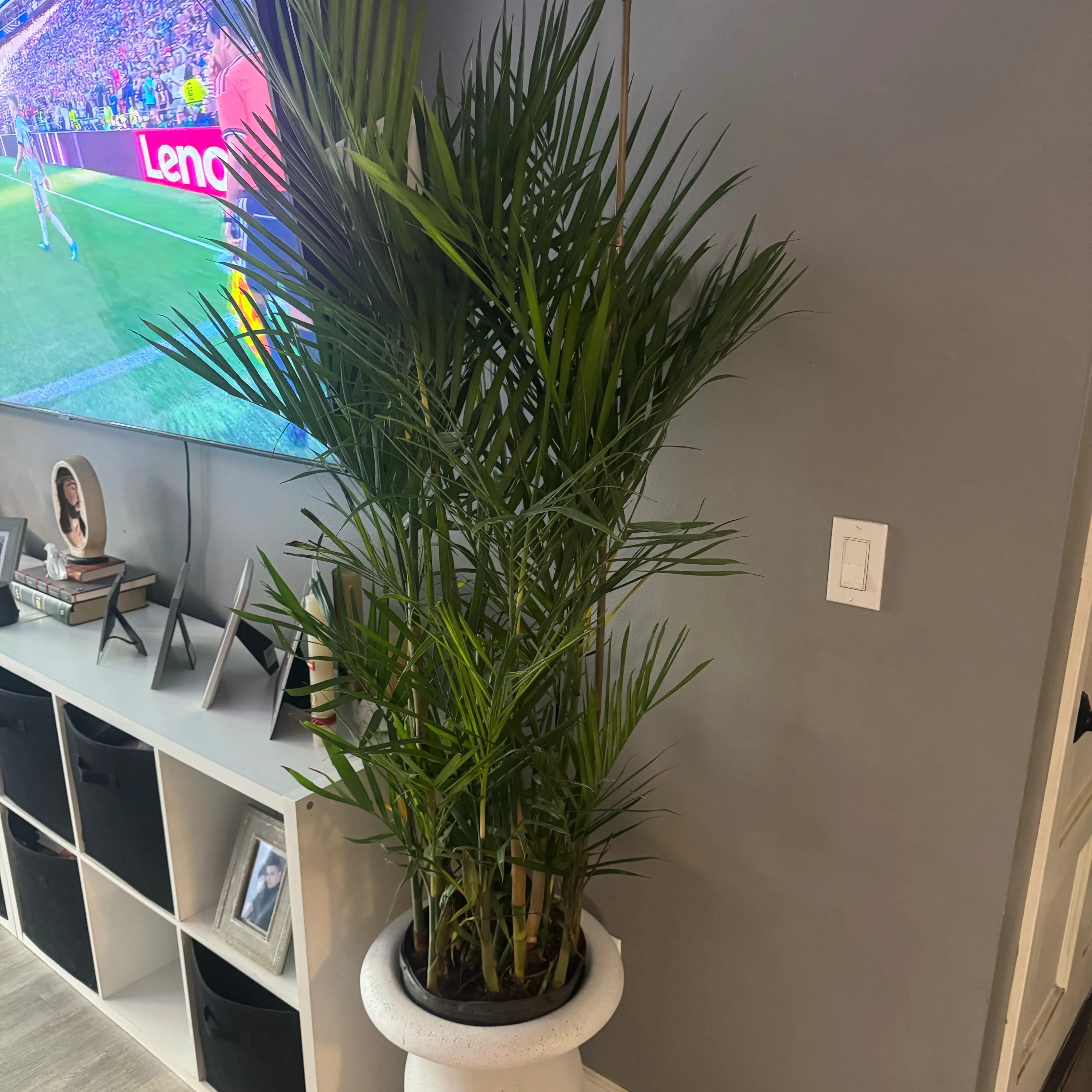 Photo of the plant species Bamboo Palm by @RootedLemonfern named Curie on Greg, the plant care app