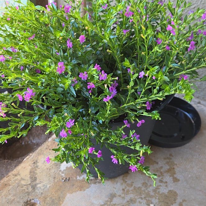 Photo of the plant species Mexican-Heather by @QuickPalqui88 named Athena on Greg, the plant care app