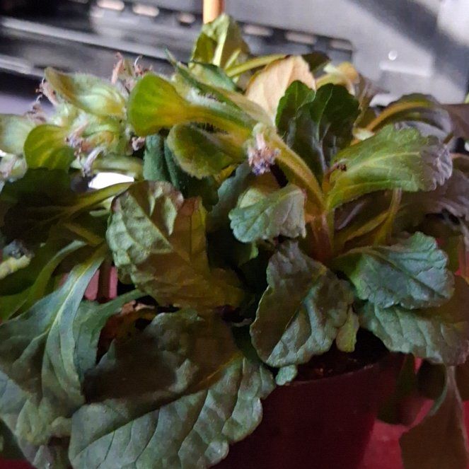 Photo of the plant species Blue Bugle by @PrinceMitrealoe named Spike Leaves on Greg, the plant care app
