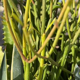 Photo of the plant species Whisk Fern by @FabBlackhoya63 named Marilyn on Greg, the plant care app