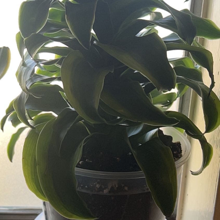 Photo of the plant species Dracaena Tornado Twisted by @SirSoybean28 named Mochi on Greg, the plant care app