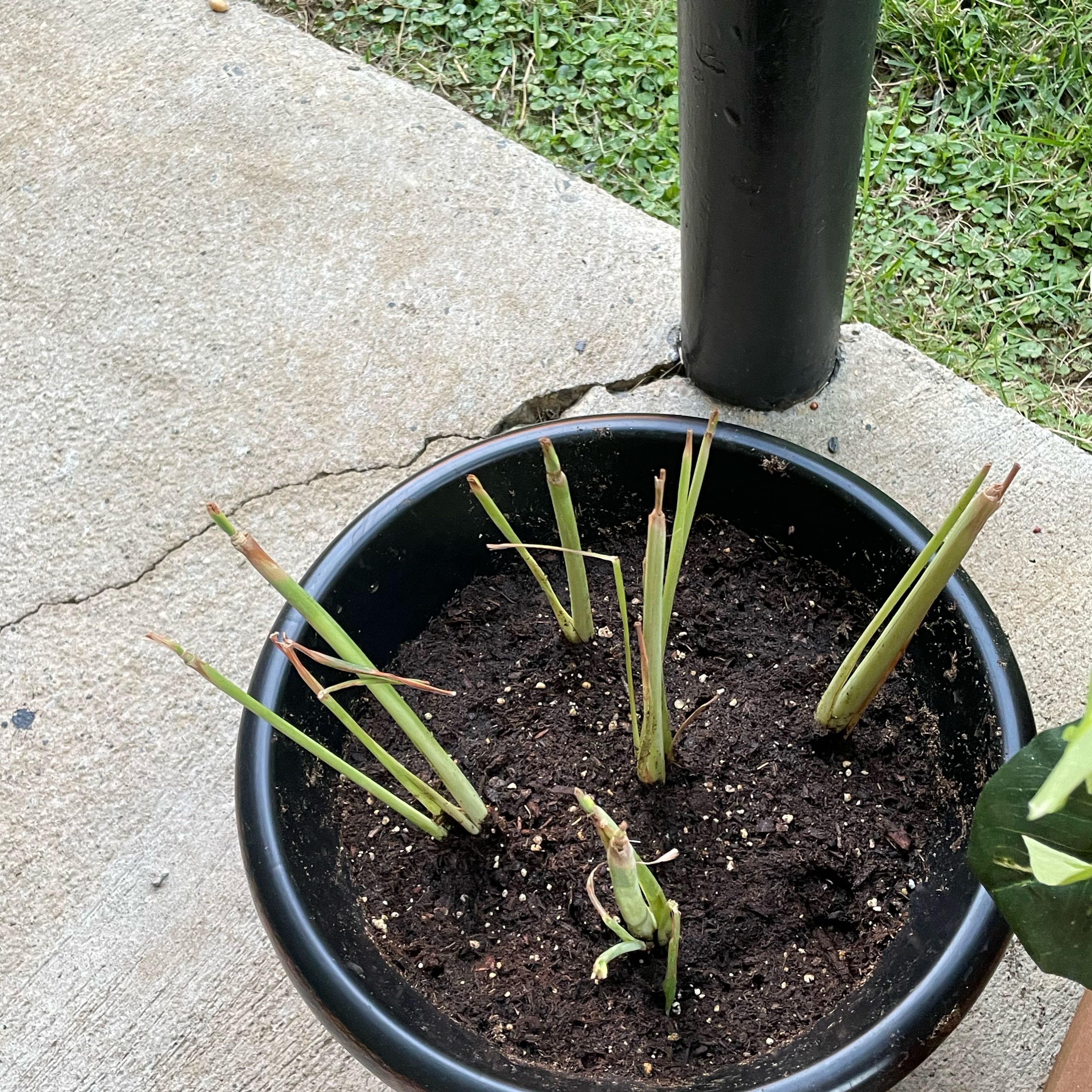 Photo of the plant species Lemon Grass by @HeartyOmnom96 named Taylor Swift on Greg, the plant care app