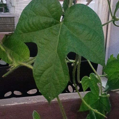 Photo of the plant species Ivyleaf Morning-Glory by @PeppyRiberry35 named Zeus on Greg, the plant care app