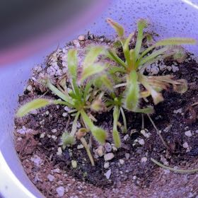 Photo of the plant species Cape Sundew by @Cindy618 named Sage on Greg, the plant care app