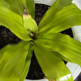 Photo of the plant species Poisonbulb by @Cindy618 named Beyonce on Greg, the plant care app