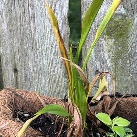 Photo of the plant species Orchid by @UberLemon40 named Fernie Mercury on Greg, the plant care app