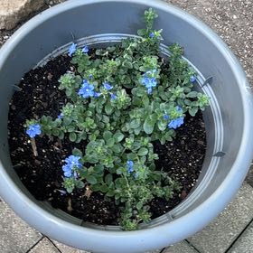 Photo of the plant species Blue Plumbago by @UberLemon40 named Tupot amaroot on Greg, the plant care app