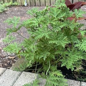 Photo of the plant species Sweet Scented Geranium by @UberLemon40 named Elle on Greg, the plant care app