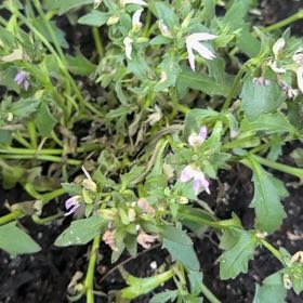 Photo of the plant species Fairy Fan-Flower by @UberLemon40 named Harmony on Greg, the plant care app