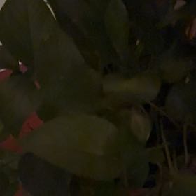 Photo of the plant species Heart Leaf by @MeekMango96 named Tolkien on Greg, the plant care app