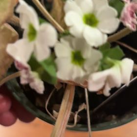 Photo of the plant species Common Primrose by @MeekMango96 named Gregarious on Greg, the plant care app