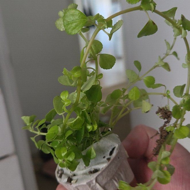 Photo of the plant species Common Chickweed by @IdealJubaea11 named Homer on Greg, the plant care app