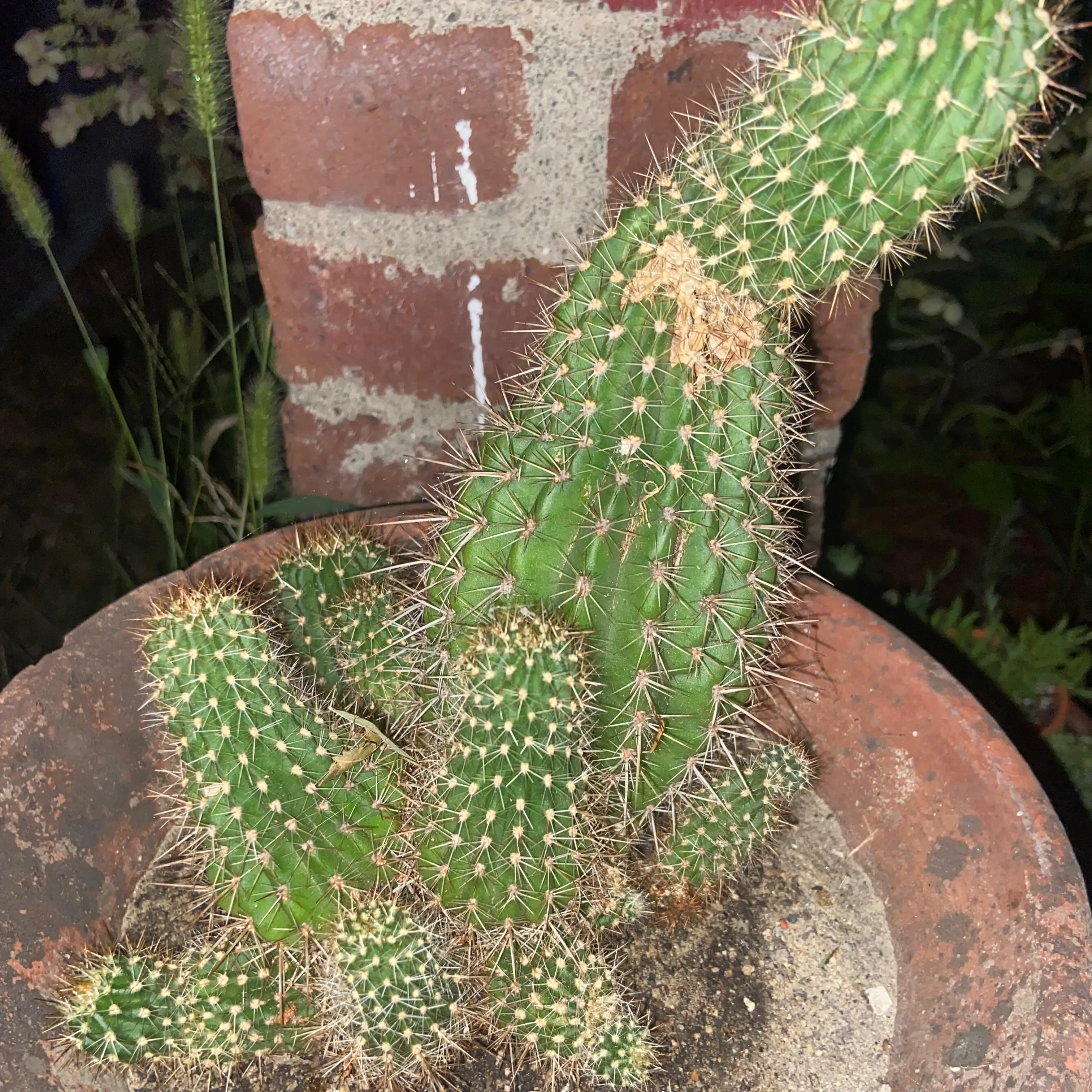 Potted Navajo Bridge Prickly Pear cactus with some browning on one pad, against a brick background.