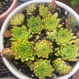 Hens and Chicks plant in Washingtonville, New York