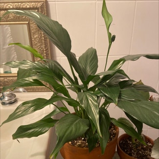 Peace Lily plant in Washingtonville, New York