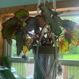 Rex Begonia plant in Washingtonville, New York