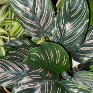 calathea ornata plant in Washingtonville, New York