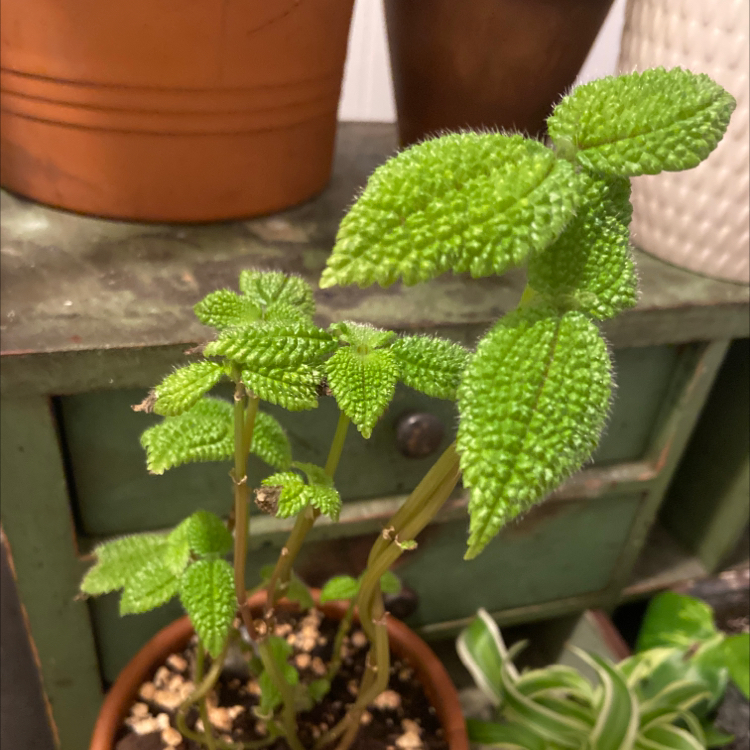 Pilea 'Moon Valley' plant in a small pot with vibrant green leaves, visible soil, and no signs of disease.