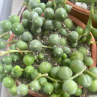 String of Pearls plant in Washingtonville, New York