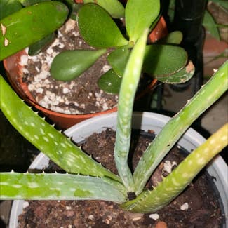 Aloe Vera plant in Washingtonville, New York