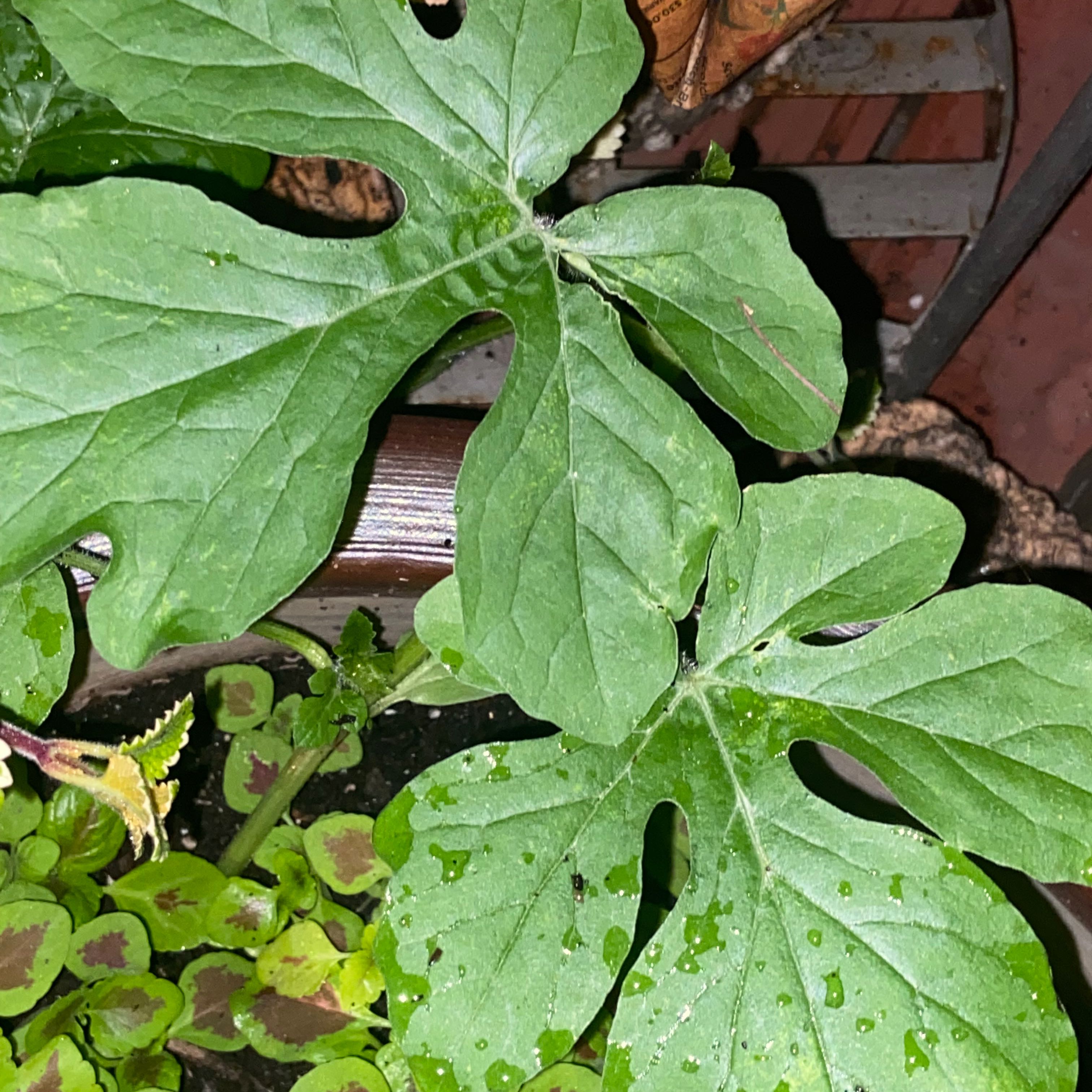 Healthy watermelon plant with large green leaves and visible soil.