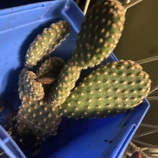 Bunny Ears Cactus plant in Washingtonville, New York