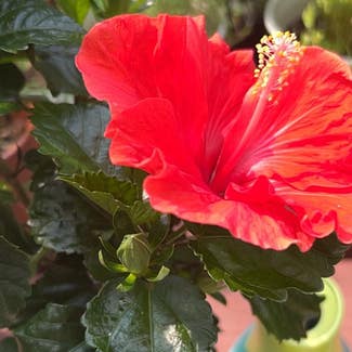 Chinese Hibiscus plant in Washingtonville, New York
