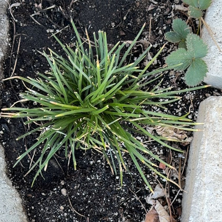 Photo of the plant species Big Blue Lilyturf by @AdeptTaro59 named ChloroPhil on Greg, the plant care app