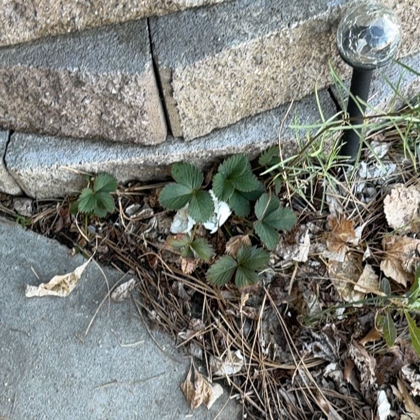 Photo of the plant species Garden Strawberry by @AdeptTaro59 named Delilah on Greg, the plant care app