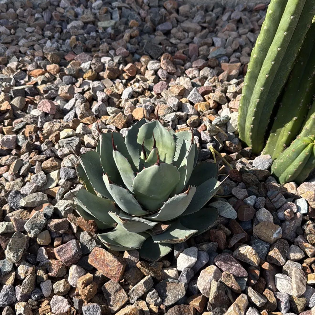 Photo of the plant species Agave Parryi by @WiseBoxholly44 named Demi on Greg, the plant care app