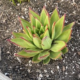 Photo of the plant species Giant Chalk Dudleya by @SmileyIcecaps2 named Plato on Greg, the plant care app