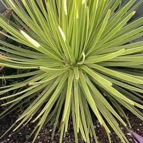 Photo of the plant species Aloe Yucca by @SmileyIcecaps2 named Foxxy on Greg, the plant care app