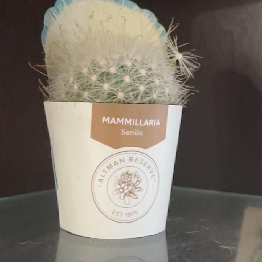 Photo of the plant species Mammillaria senilis by @LordPurei20 named Gregarious on Greg, the plant care app