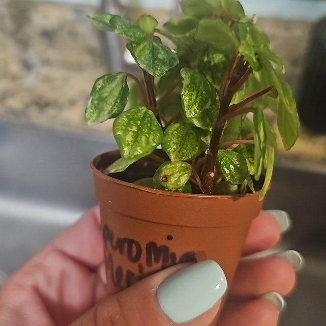 Photo of the plant species Peperomia meridiana by @TidySourwood91 named Lavender on Greg, the plant care app