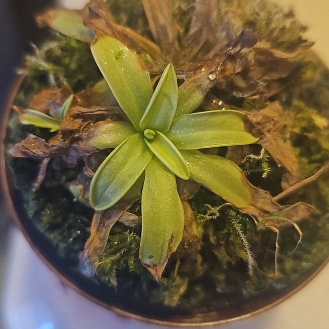 Photo of the plant species Common Butterwort by @IncisiveSalal96 named Fernie Mercury on Greg, the plant care app
