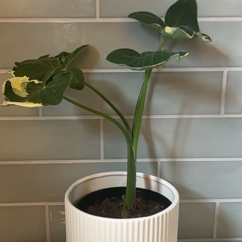 Photo of the plant species Mickey Mouse Taro by @Maryrosekeogh named Honeymoon on Greg, the plant care app