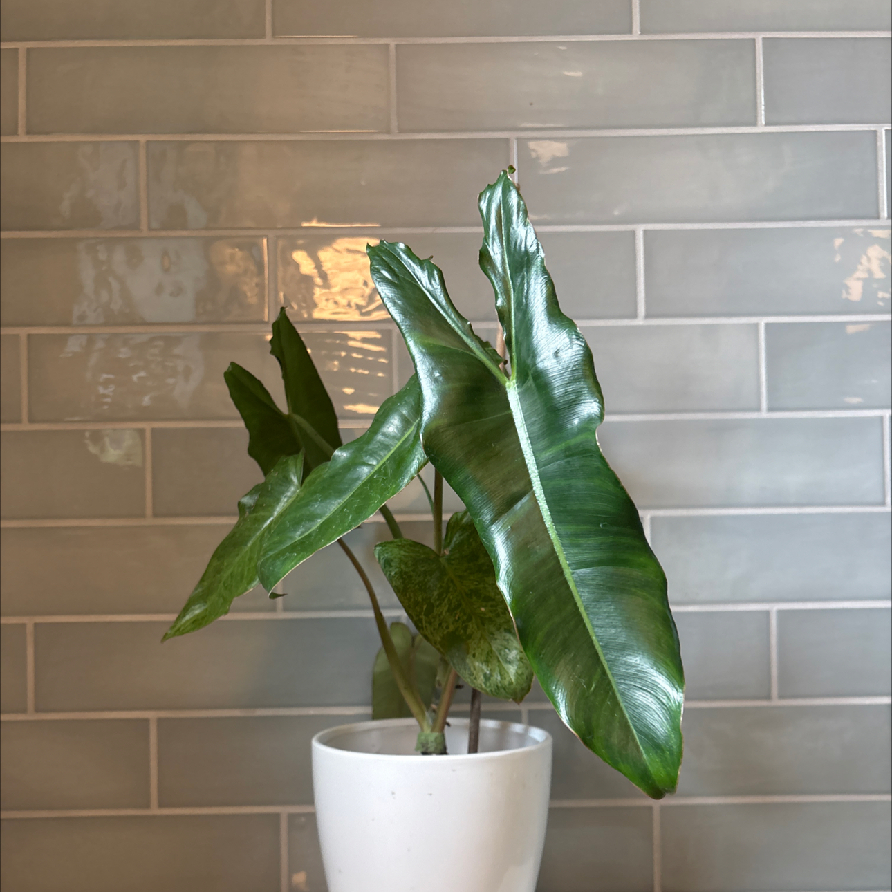 Photo of the plant species Paraiso Verde Philodendron by @Maryrosekeogh named American Whore on Greg, the plant care app