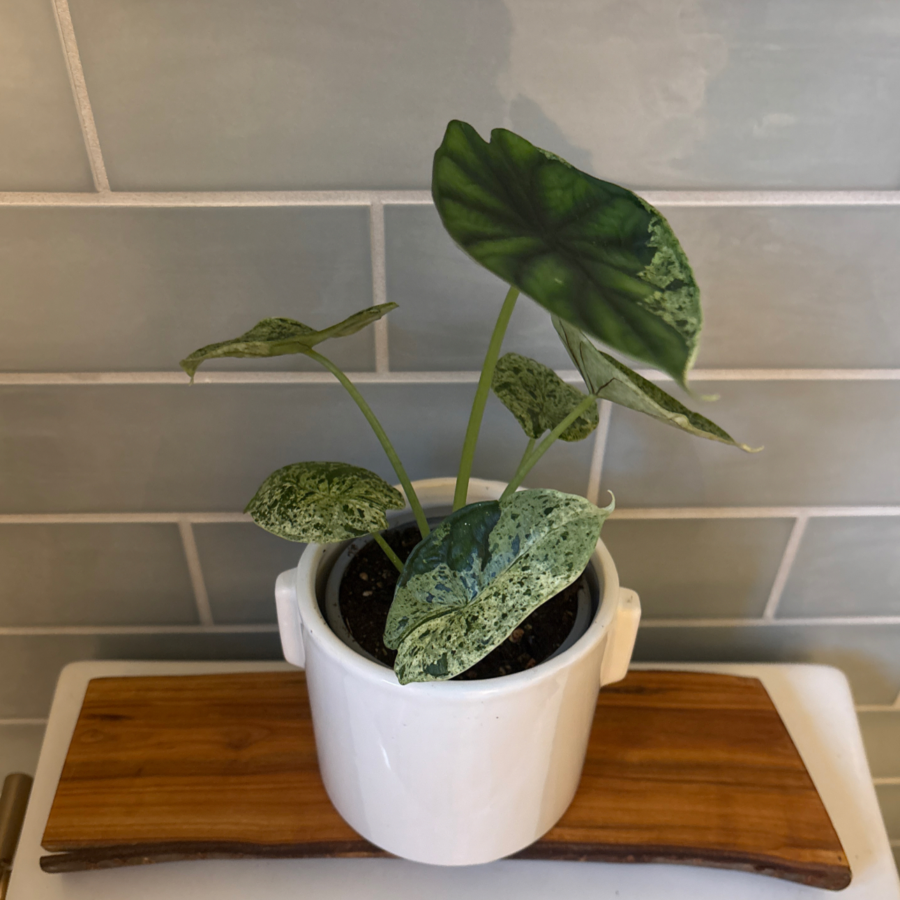 Photo of the plant species Alocasia Dragon Mint by @Maryrosekeogh named Gods & Monsters on Greg, the plant care app