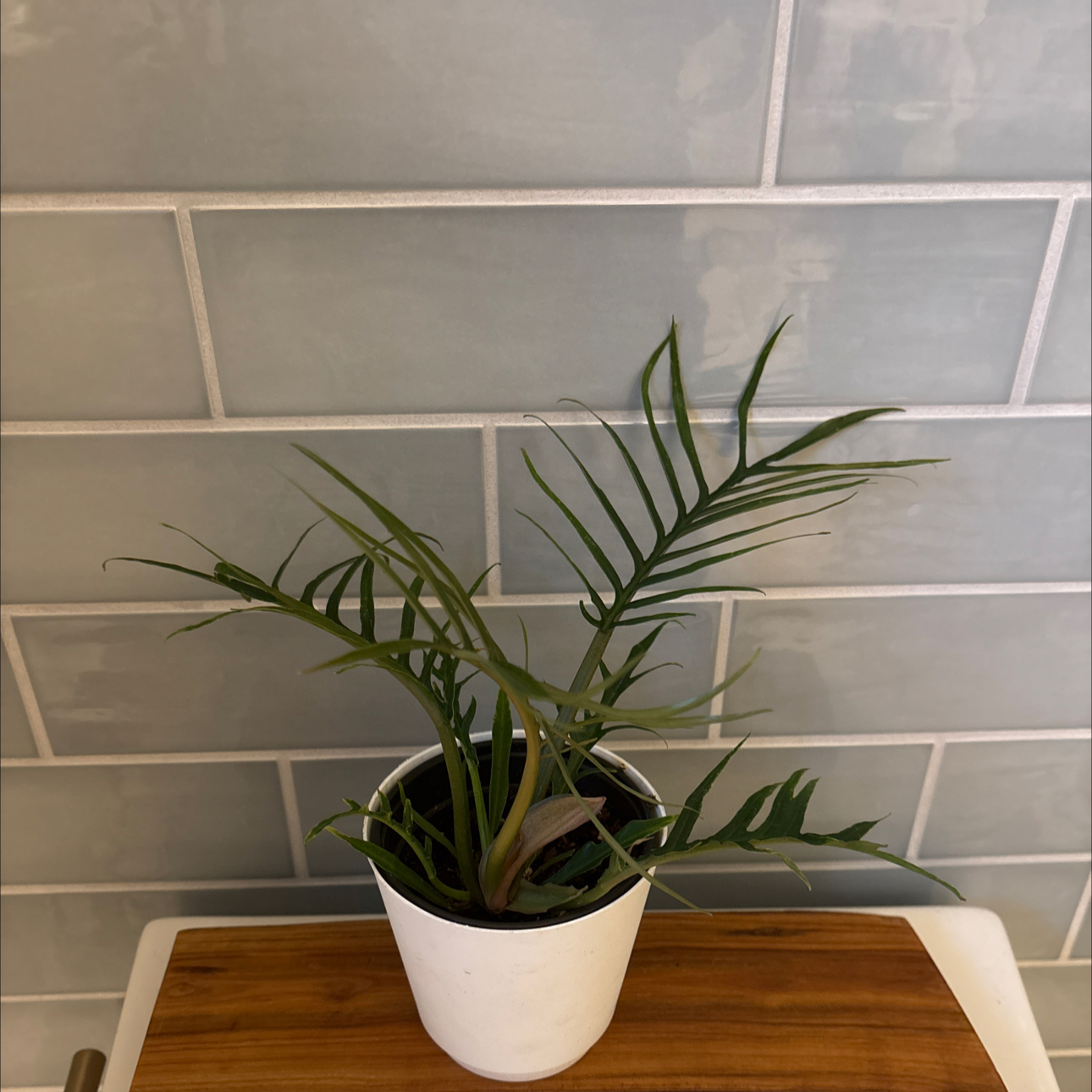 Photo of the plant species Philodendron tortum by @Maryrosekeogh named Burning Desire on Greg, the plant care app