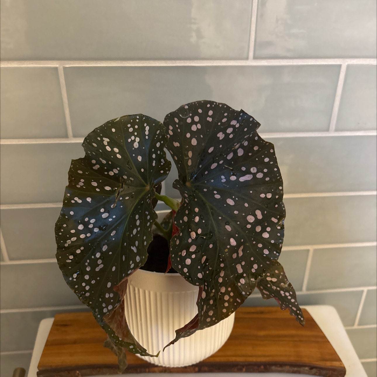 Photo of the plant species Begonia Cracklin Rosie by @Maryrosekeogh named Beautiful People, Beautiful Problems on Greg, the plant care app
