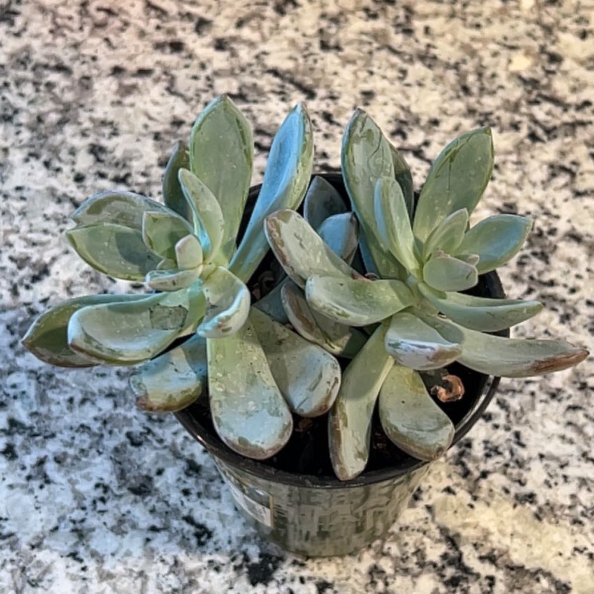 Photo of the plant species Pachyveria 'Powder Puff' by @VipZinnia5 named Plato on Greg, the plant care app