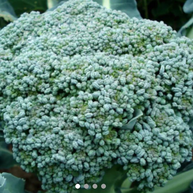 Photo of the plant species Broccoli by @UnbiasedKamahi4 named Gobi on Greg, the plant care app