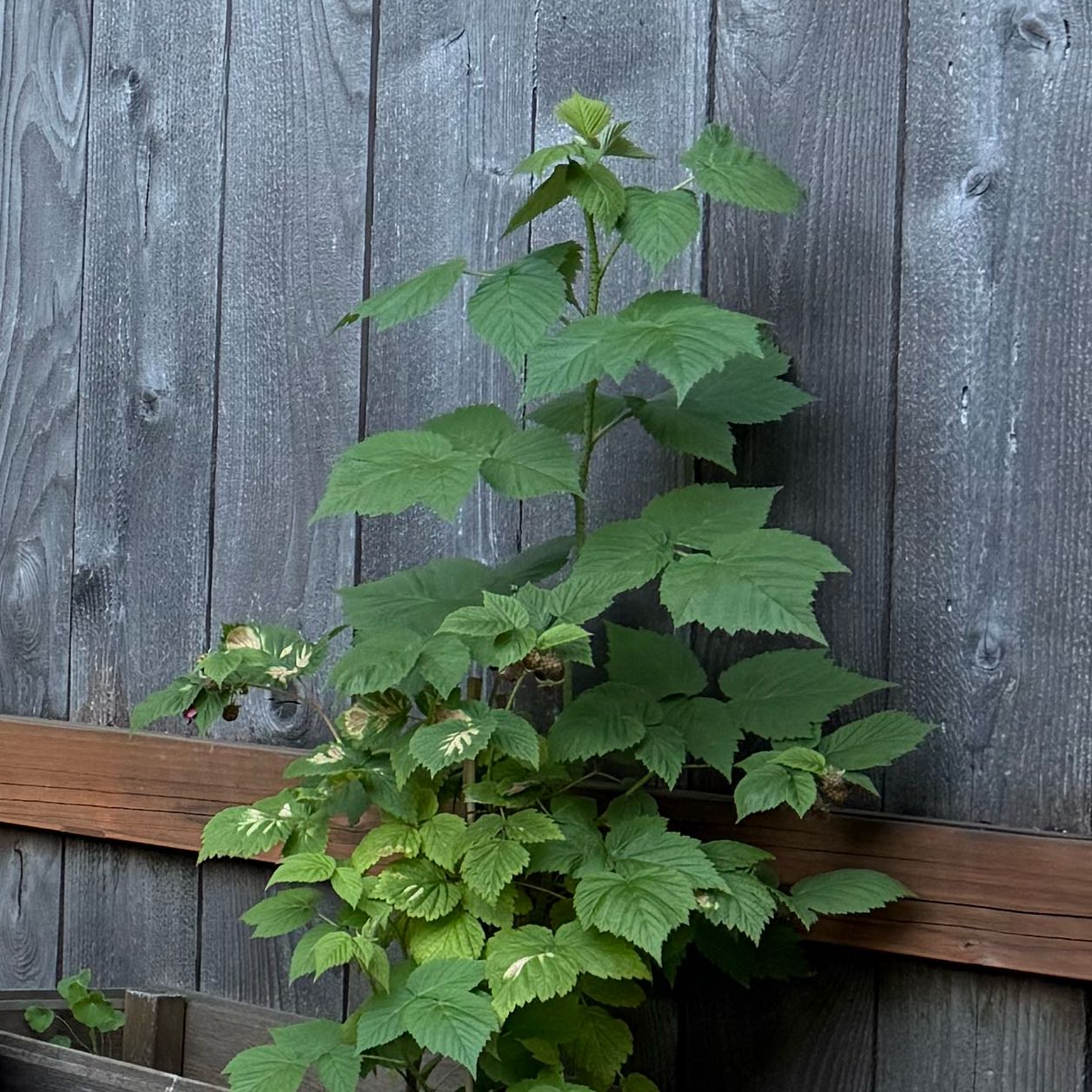 Photo of the plant species European Red Raspberry by @UnbiasedKamahi4 named Drake on Greg, the plant care app