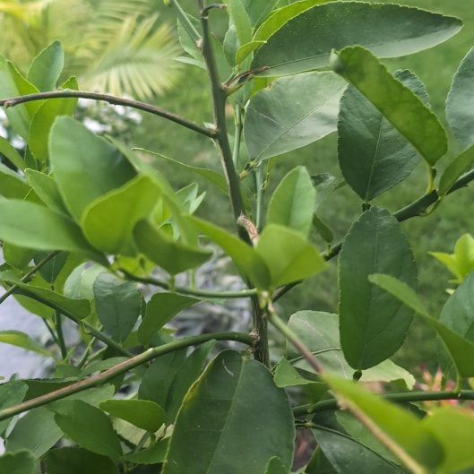 Photo of the plant species Lime Tree by @PrimoTipa1 named Walt on Greg, the plant care app