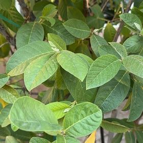 Photo of the plant species Guava Tree by @VocalLimabean74 named Orwell on Greg, the plant care app