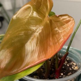 Photo of the plant species Philodendron Lynamii by @TopAvocado11 named Leaf Erickson on Greg, the plant care app