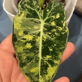 Photo of the plant species Variegated Alocasia frydek by @TopAvocado11 named Scarlett on Greg, the plant care app